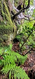 Plants: image 82 Of 208 Thumb